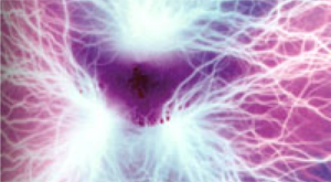 Special food photography Imaging of a mushroom